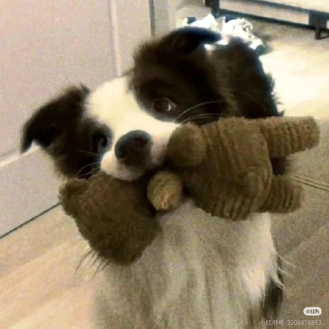 小狗正在输入中