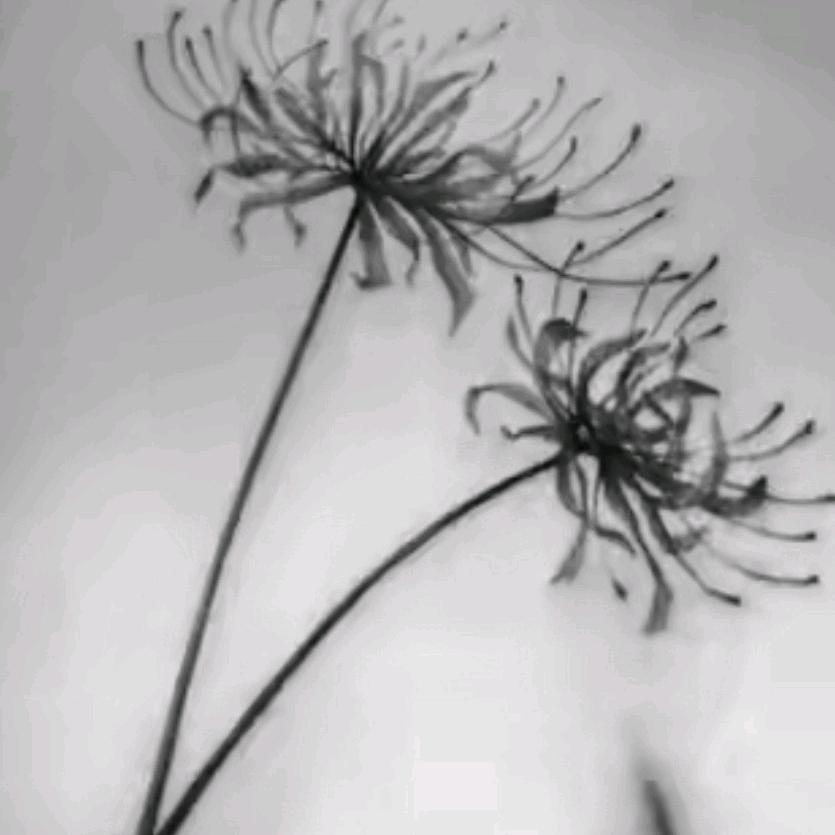 王后余生(●—●)张上明珠