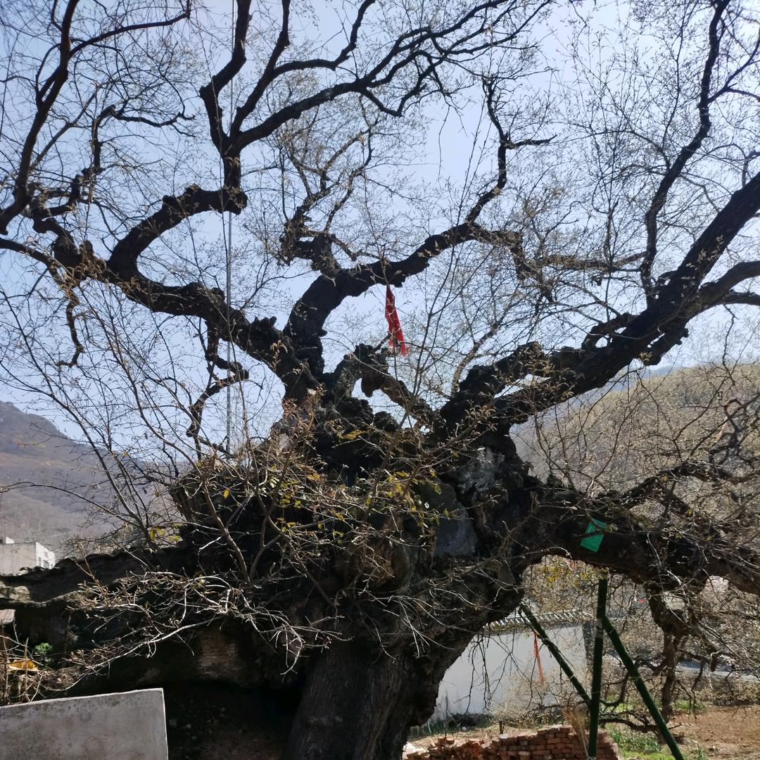 大聪明