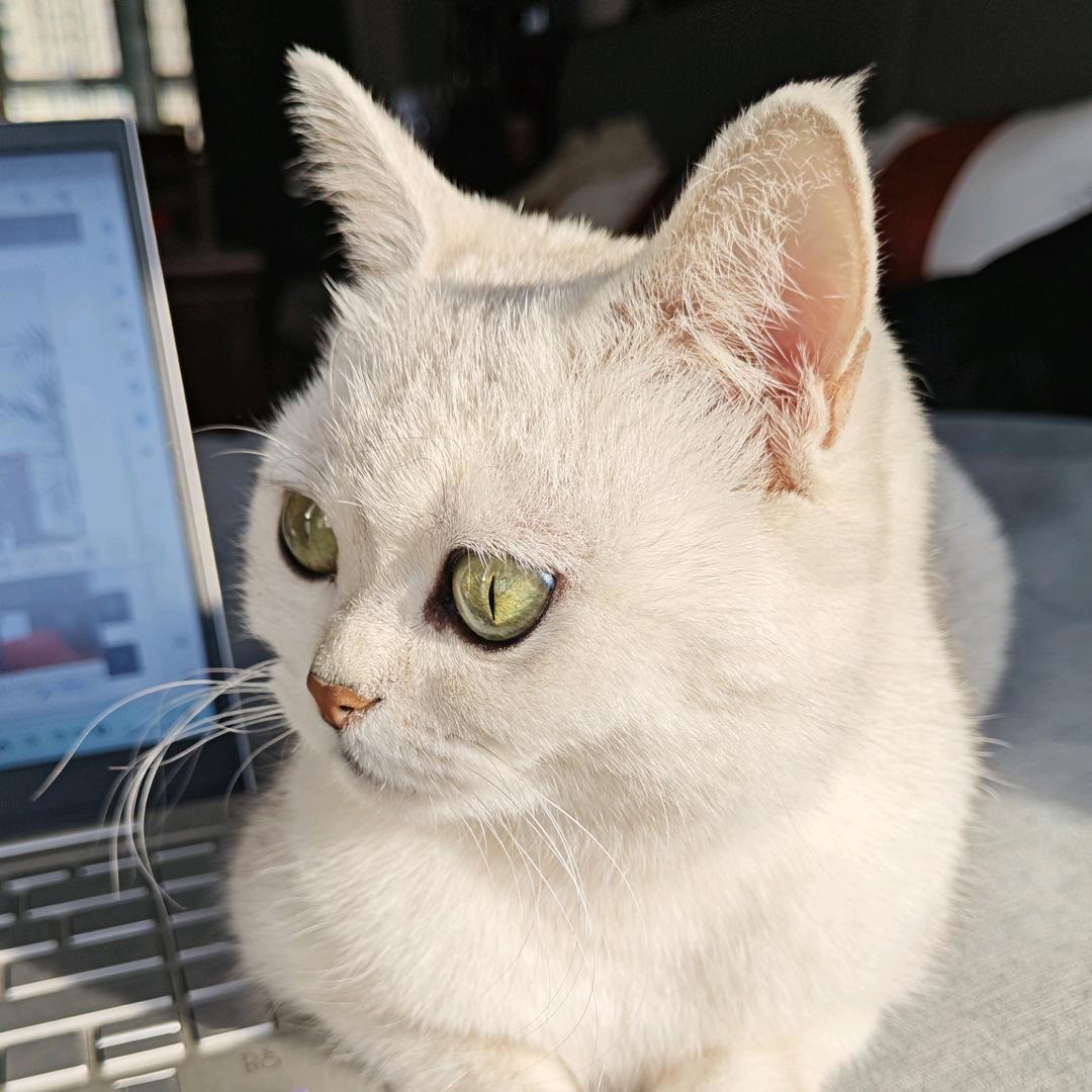 肉松小贝
