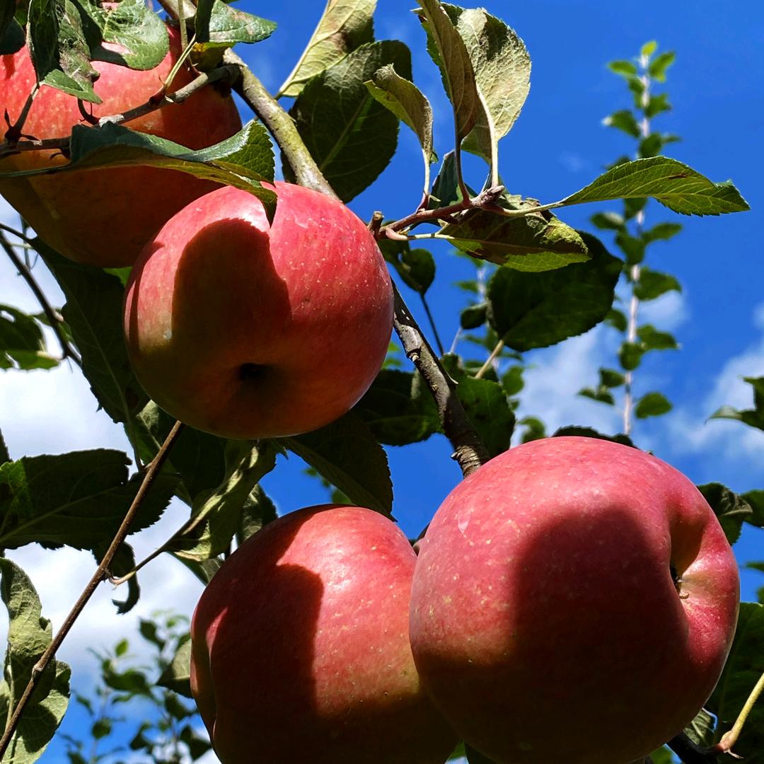 威宁雪山新街糖心苹果批发