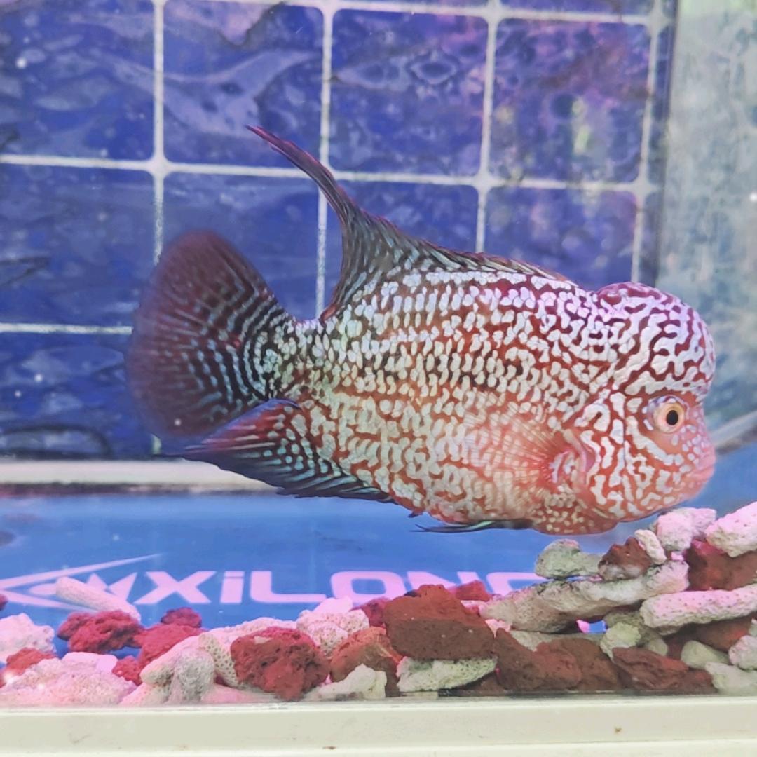 爱养罗汉鱼的菜鸟