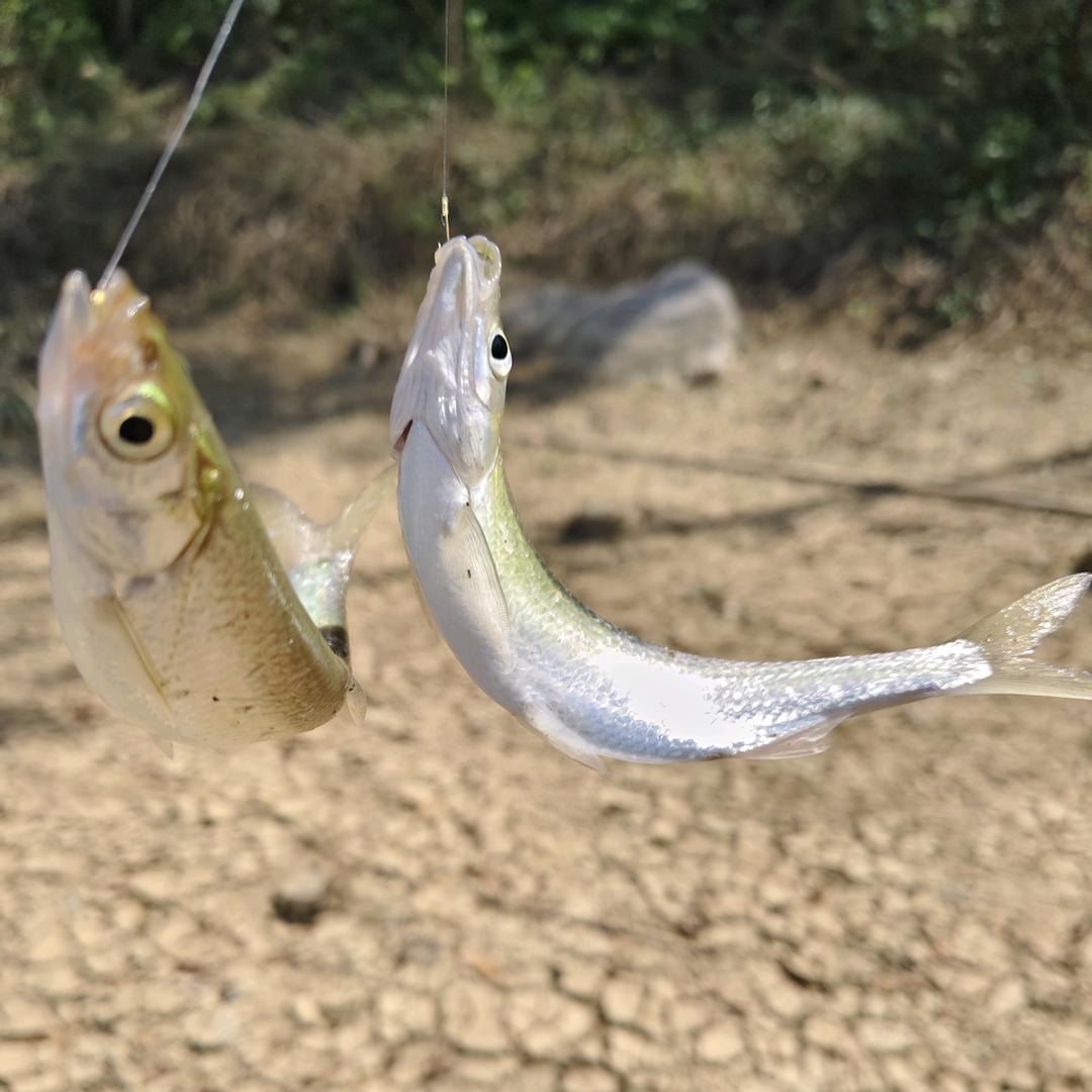 会飞的鱼🐟🐟🐟头像