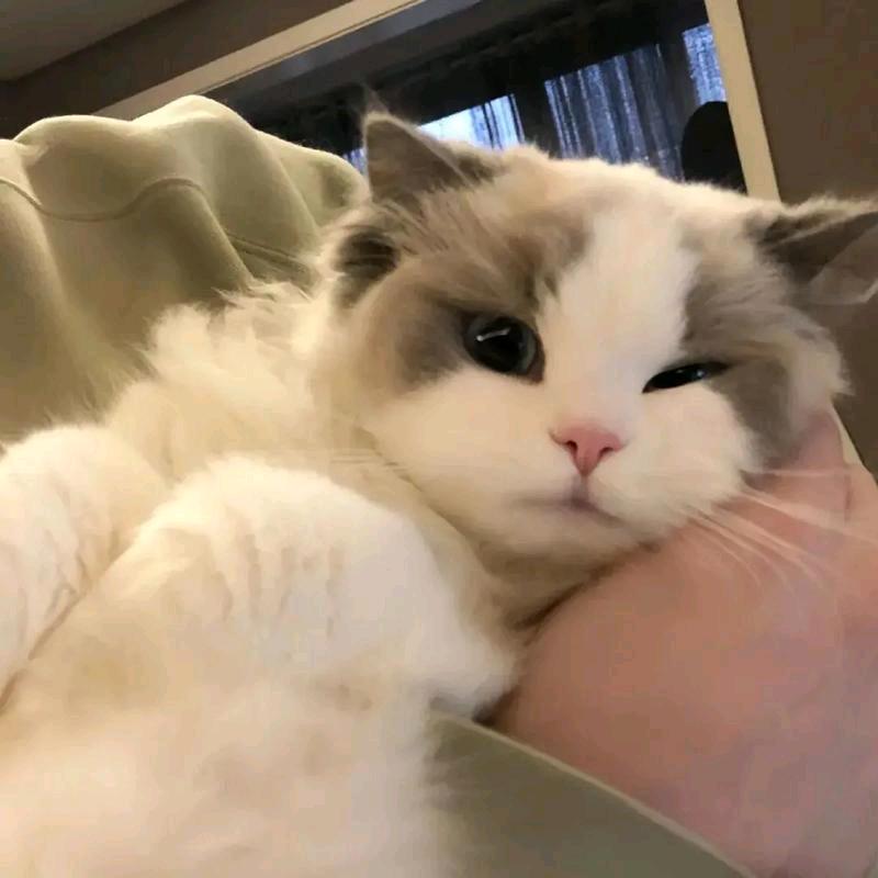 沙雕动画新人小白博主