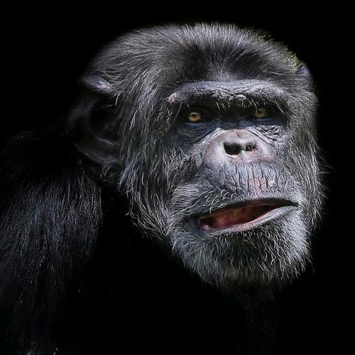 黑猴（三角洲）