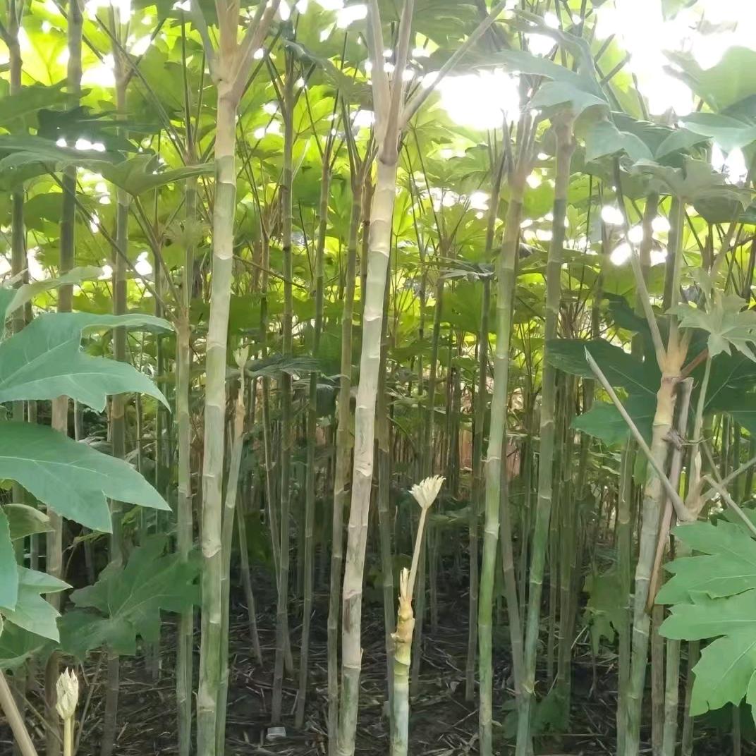 重庆睿语三农