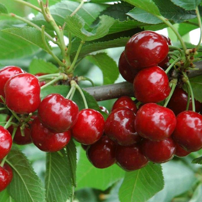 邱县果农之家农资有限公司