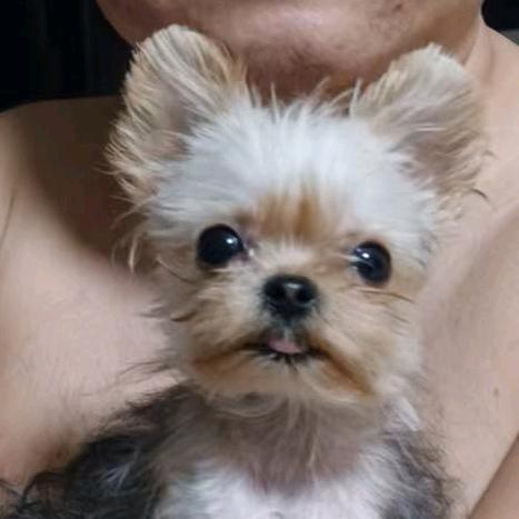 大餐哥之一碌诱人的大肥肠