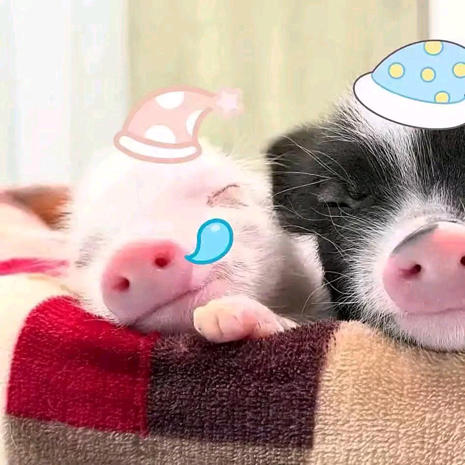 酒酿小鱼干儿🐟