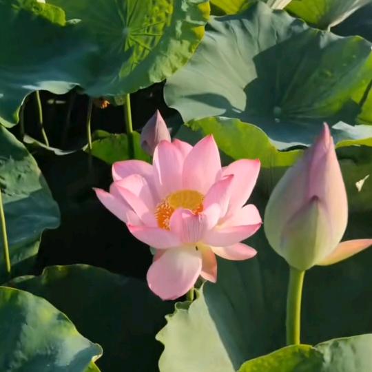 梦里湖畔生态农业