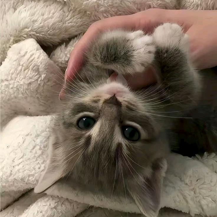 樱桃.🐾🐱