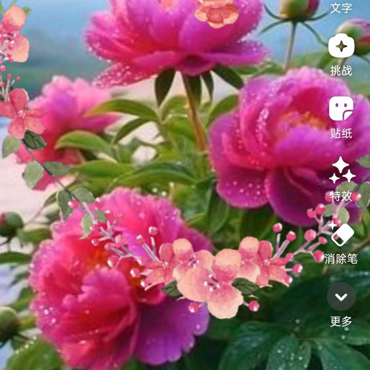 小薇女）