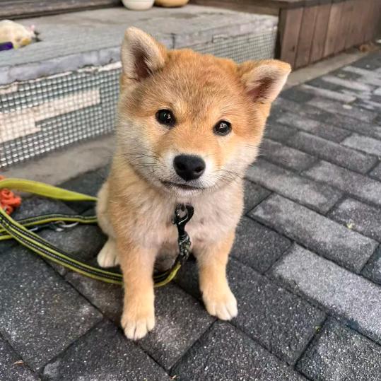 翻身吧鑫哥