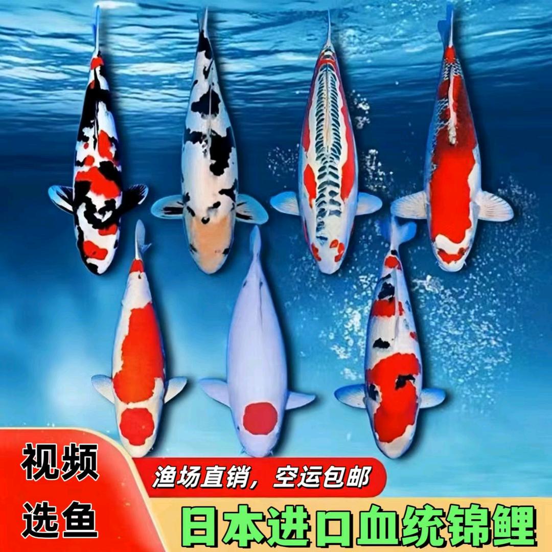 广东精品锦鲤观赏鱼