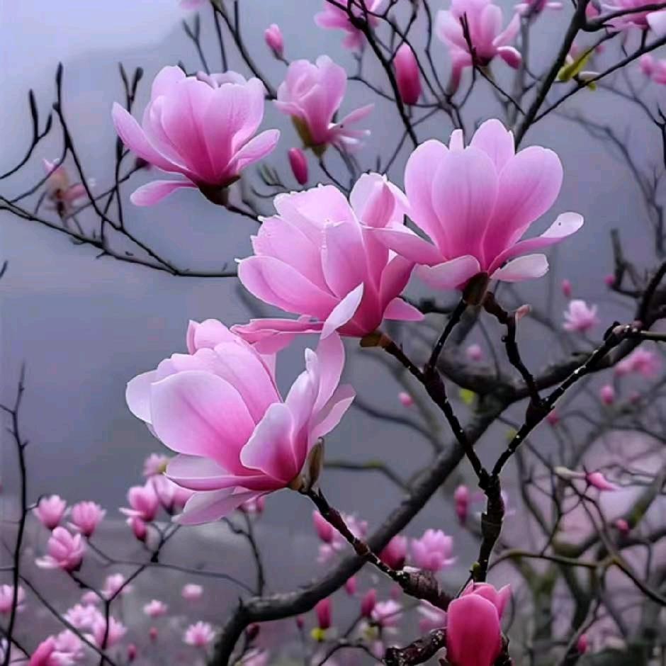 💞⃟ℒᎭ兜兜ℯდ有米꧔ꦿ᭄