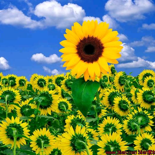 正儿八经芝士火鸡烤冷面