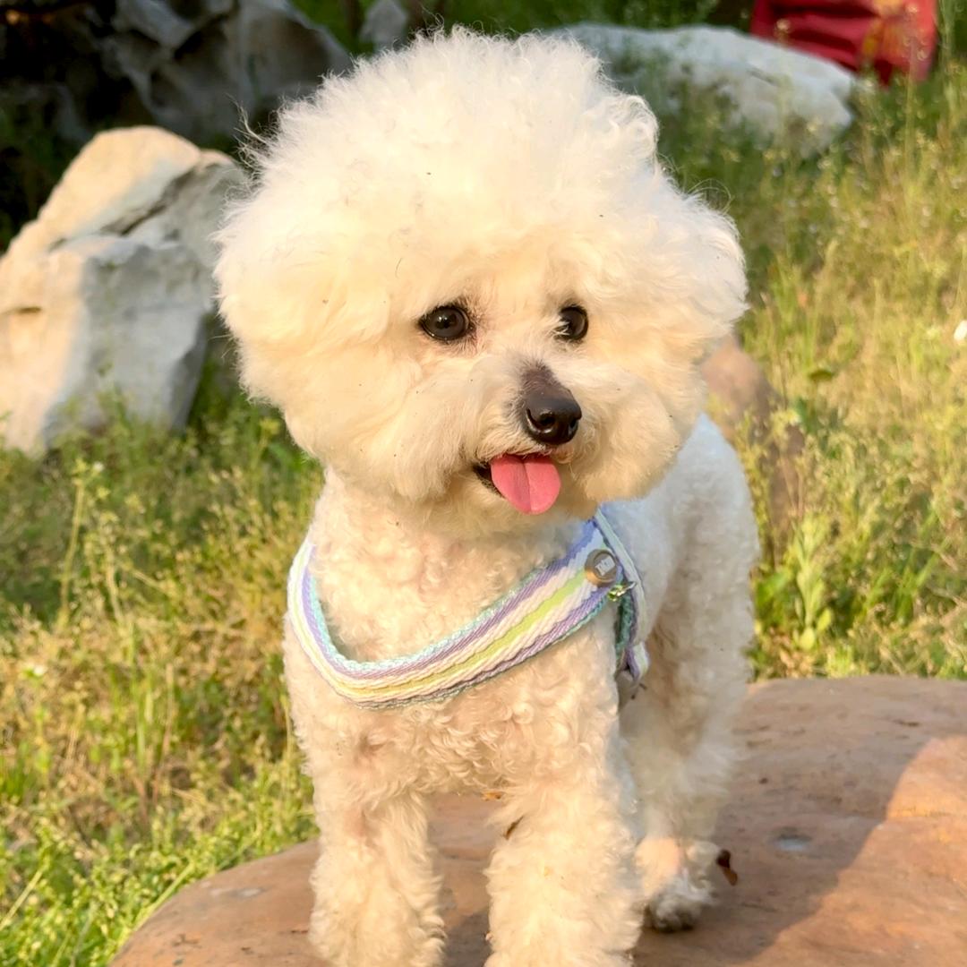 三个毛孩的麻麻