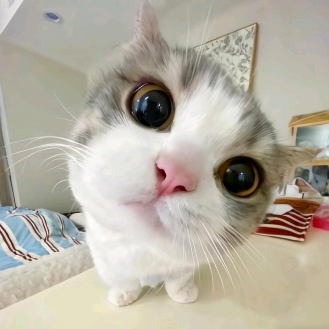 反弹