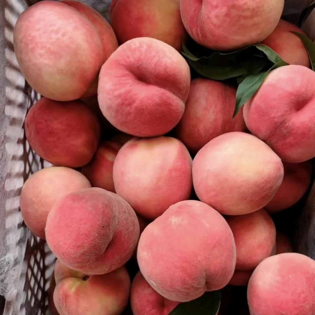 古月爷爷的蔬菜瓜果