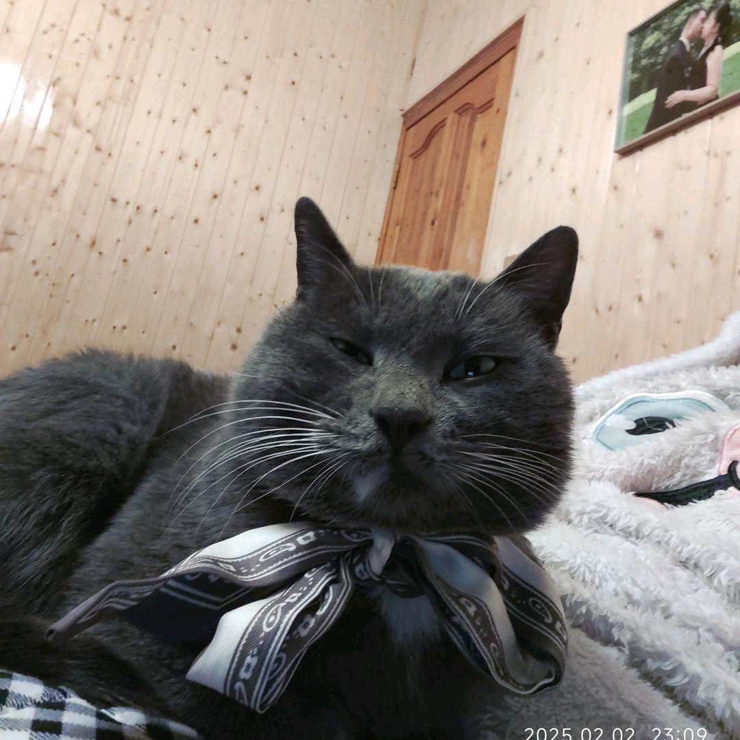 星期一是只小猫咪🐱