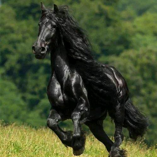 身騎黑馬