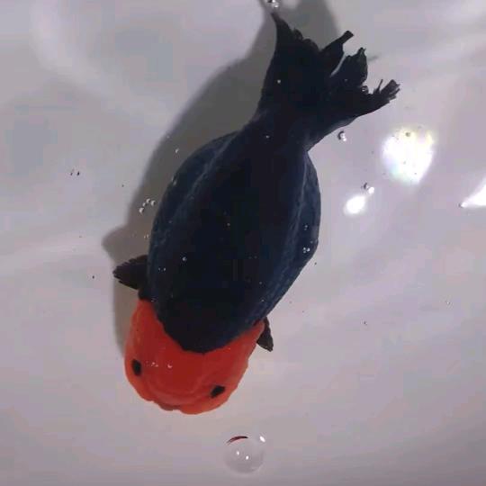 大帅兰寿玛丽泰狮