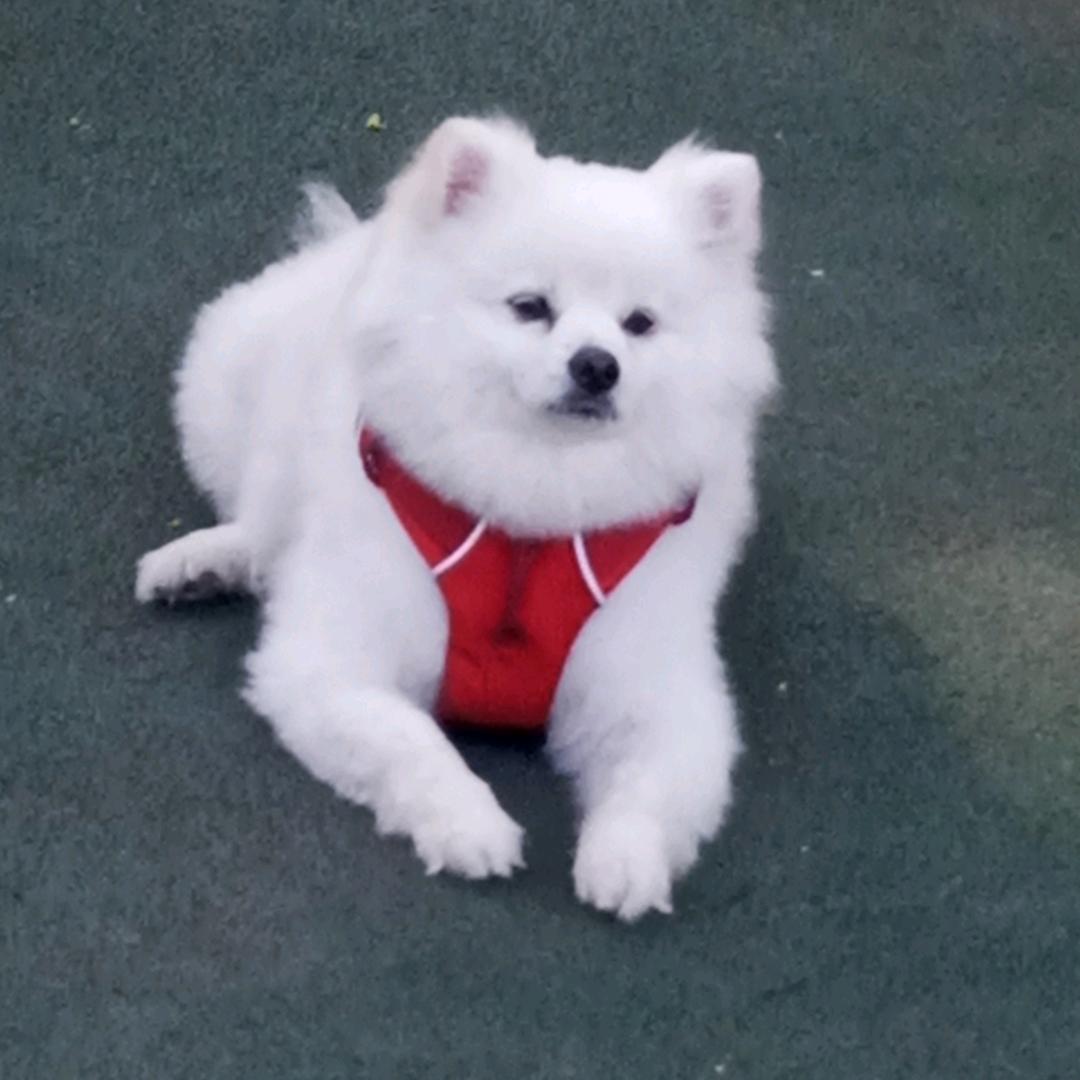 小洋人