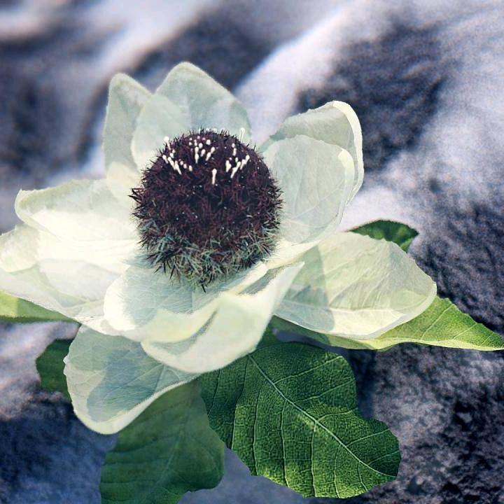 雪莲