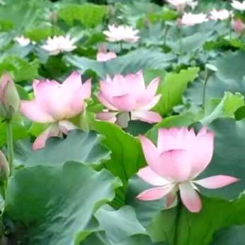 《72年的鼠》戏曲爱好