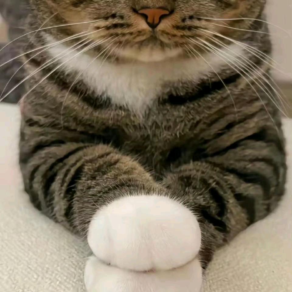 恰恰