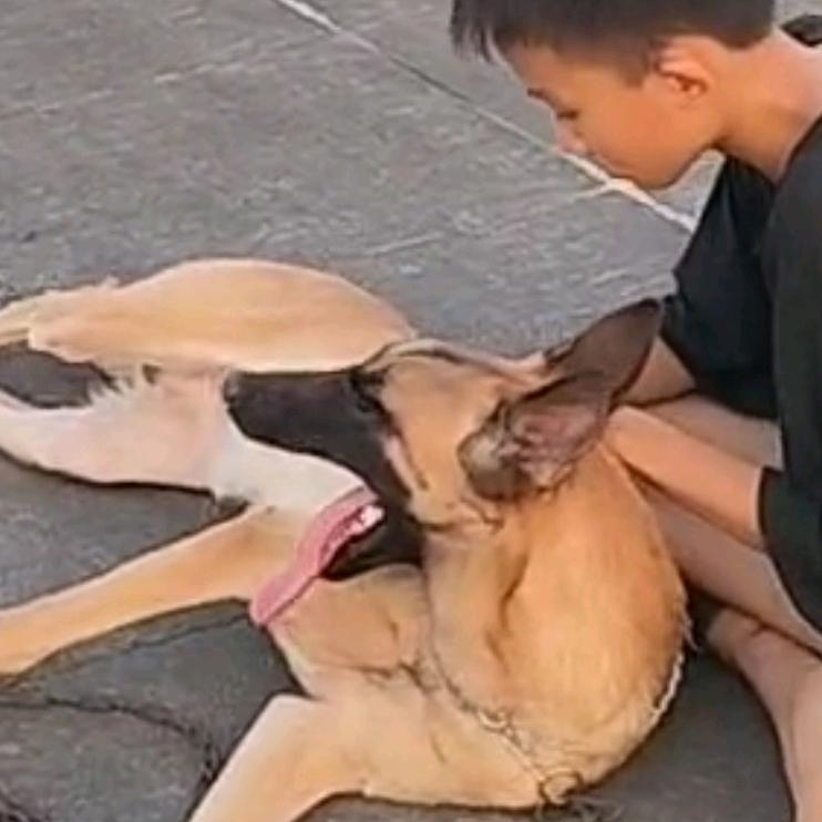 上林老覃（马犬虎斑）