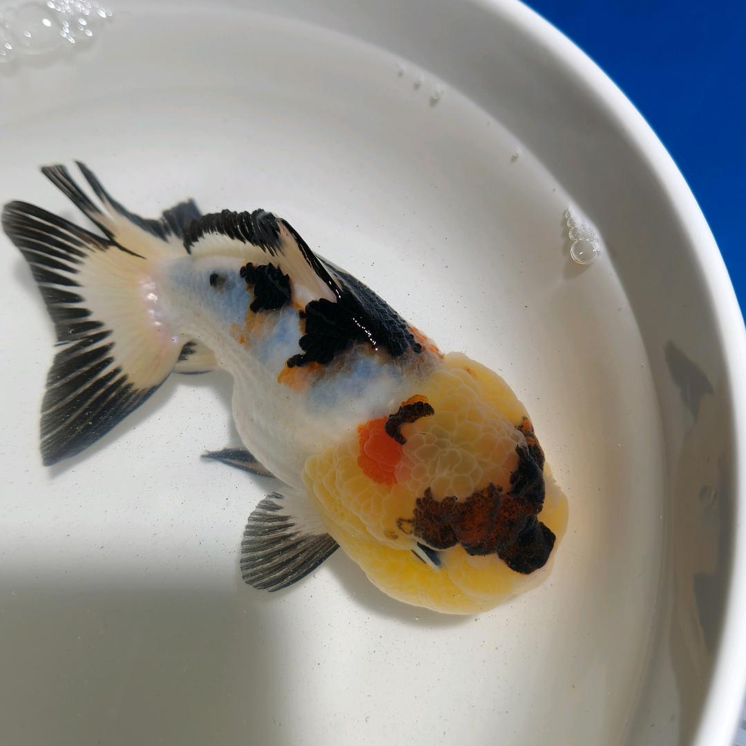 金辉金鱼养殖