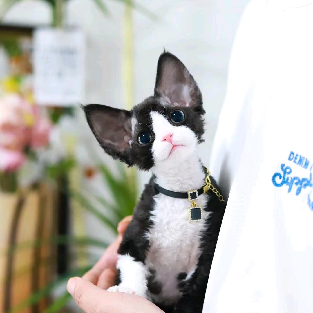 转角遇到喵🐱
