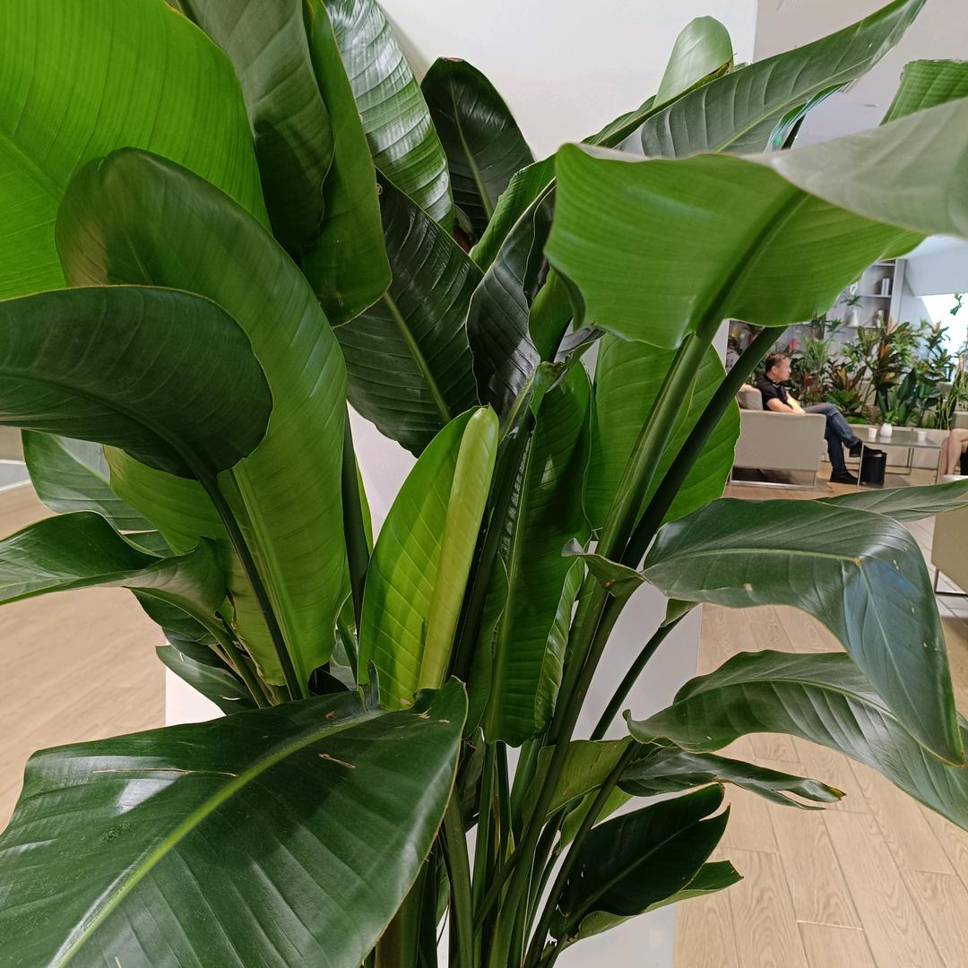 小苹果