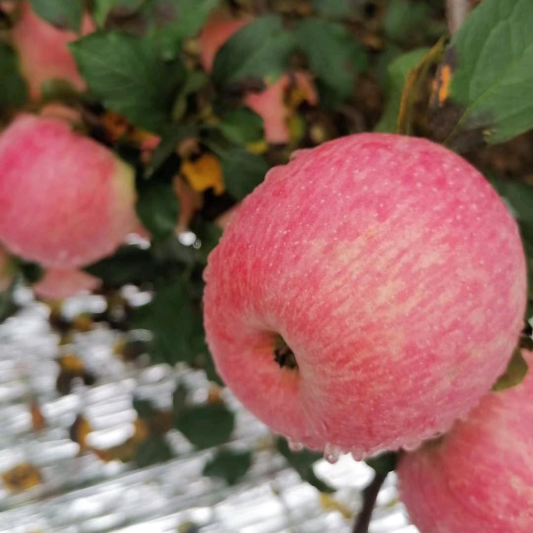 旬邑北鑫专业合作社