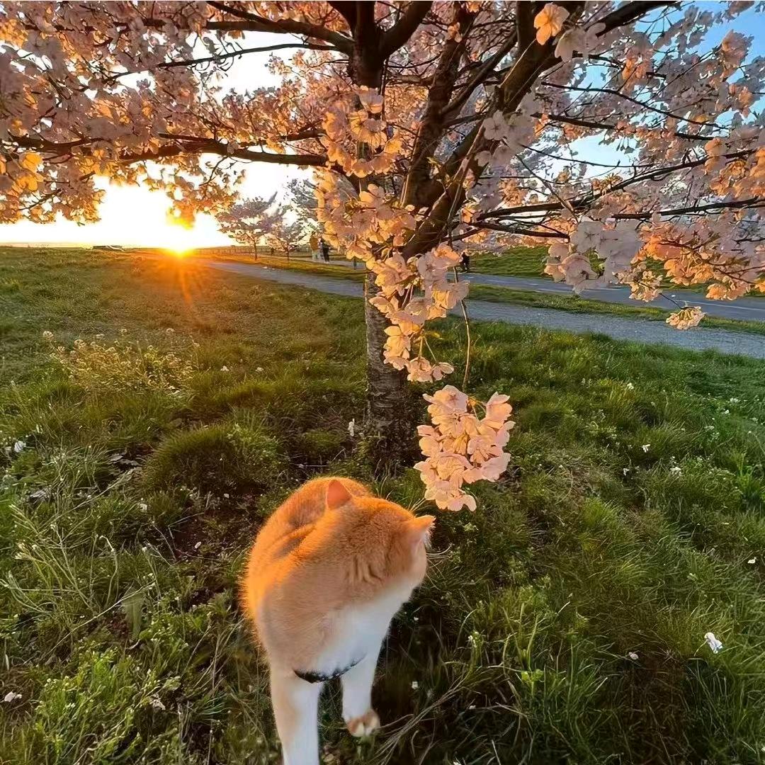 柒柒～