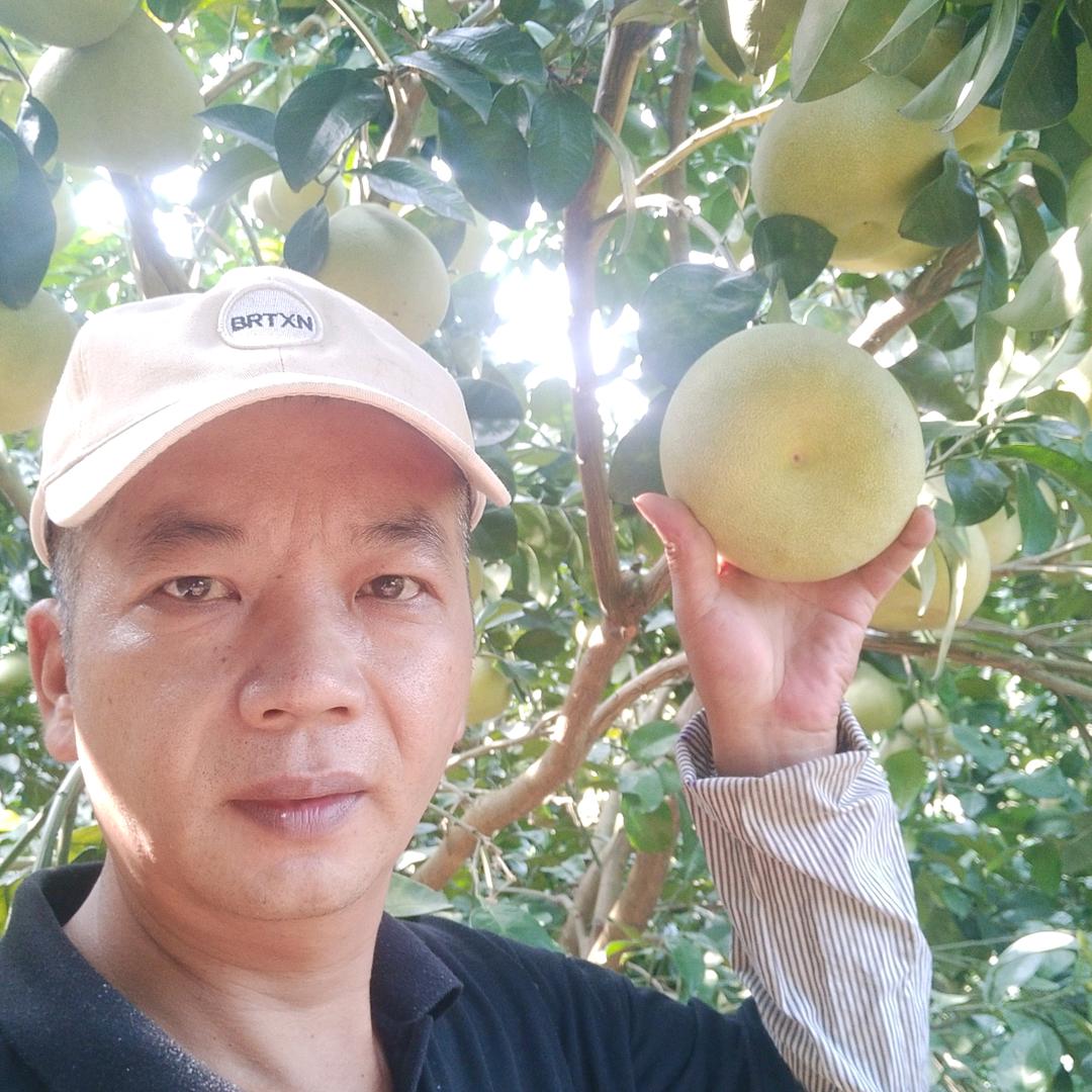 仙游文旦柚大量批发