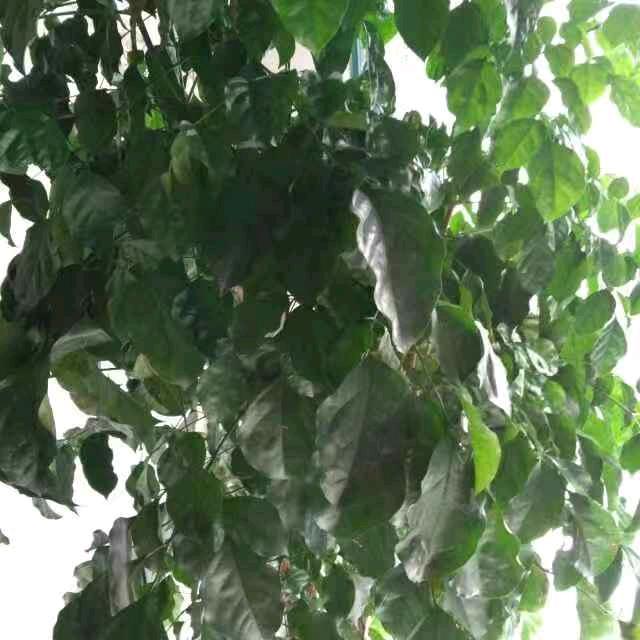 幸福树（山东潍坊）