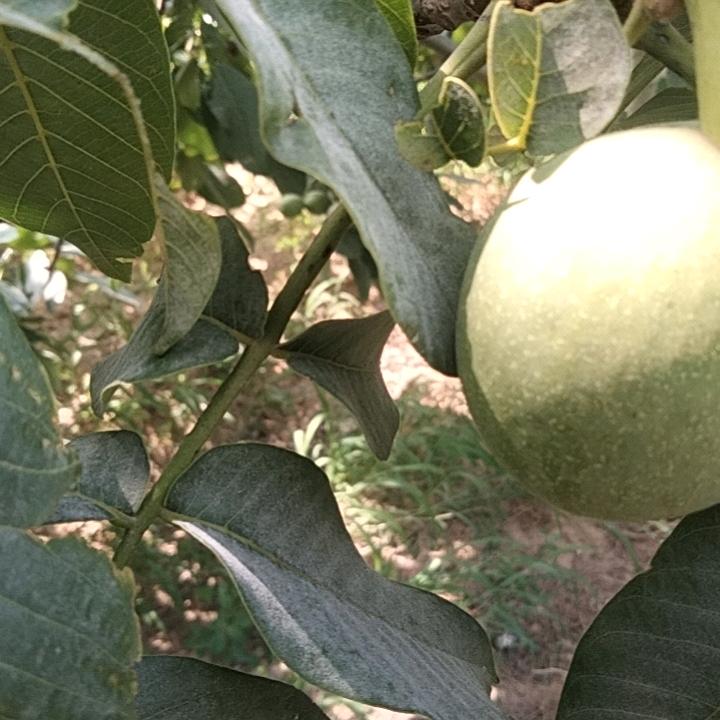 孙益兵