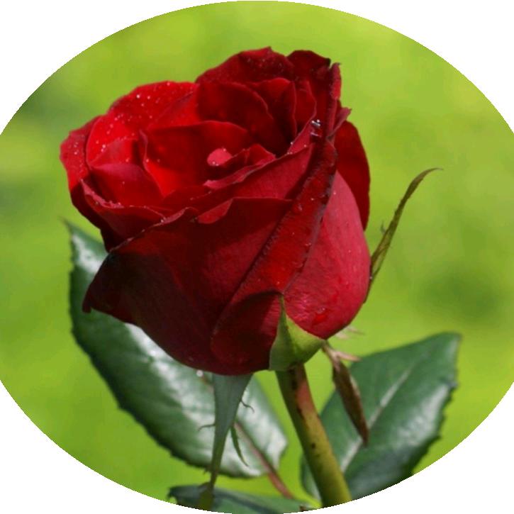 春天不到花不开