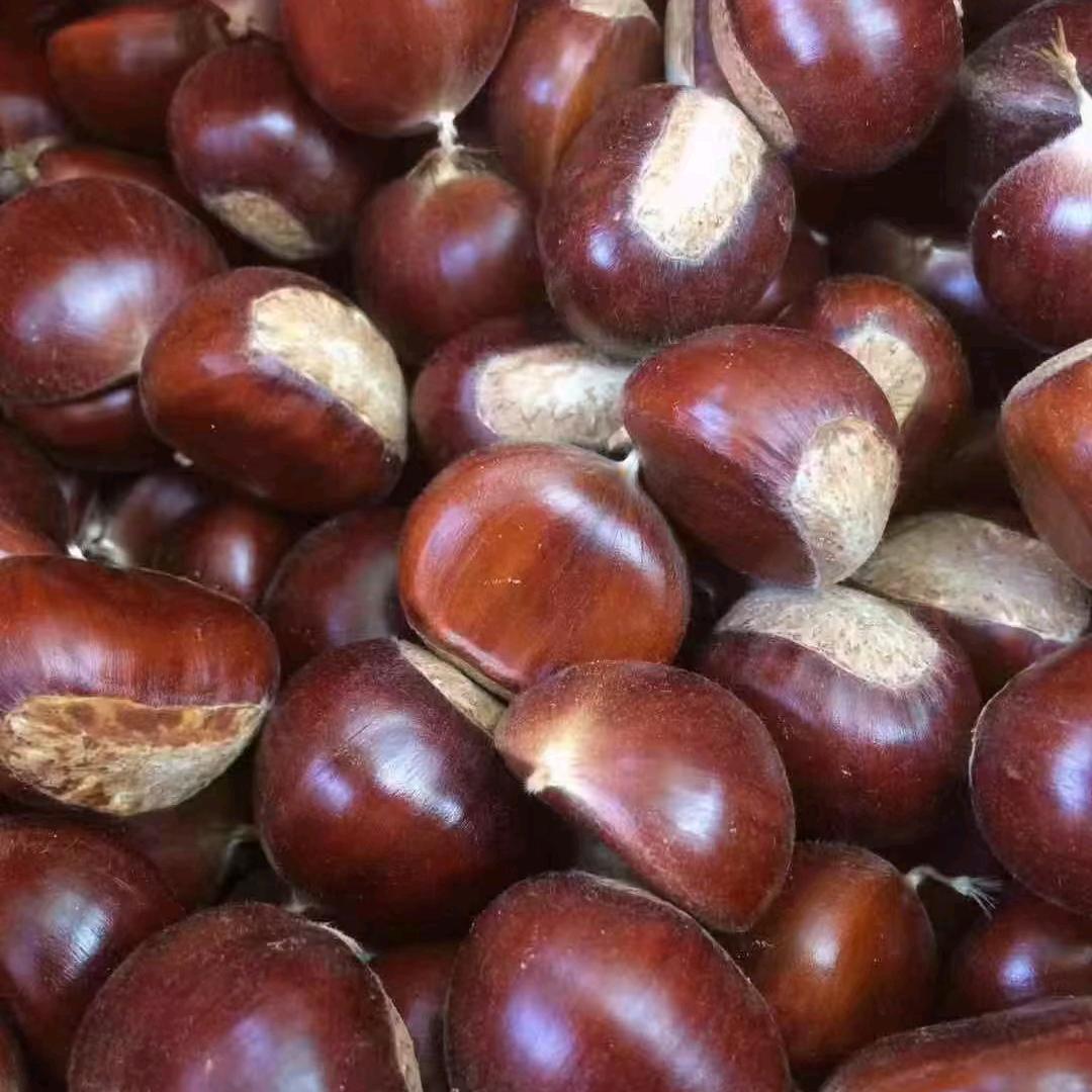 🌈爱姐板栗🌰(产地直供）