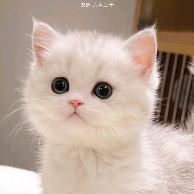 ༺ۣۖ张༒ۣۣۖ༻⁵²⁰