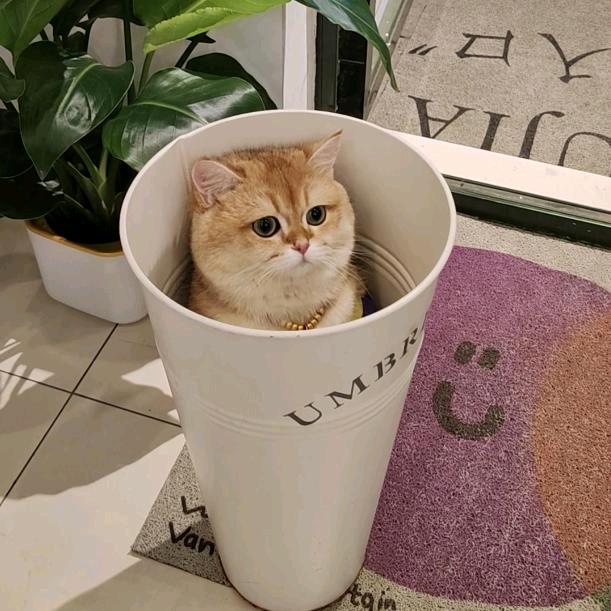 叉烧包是小老虎