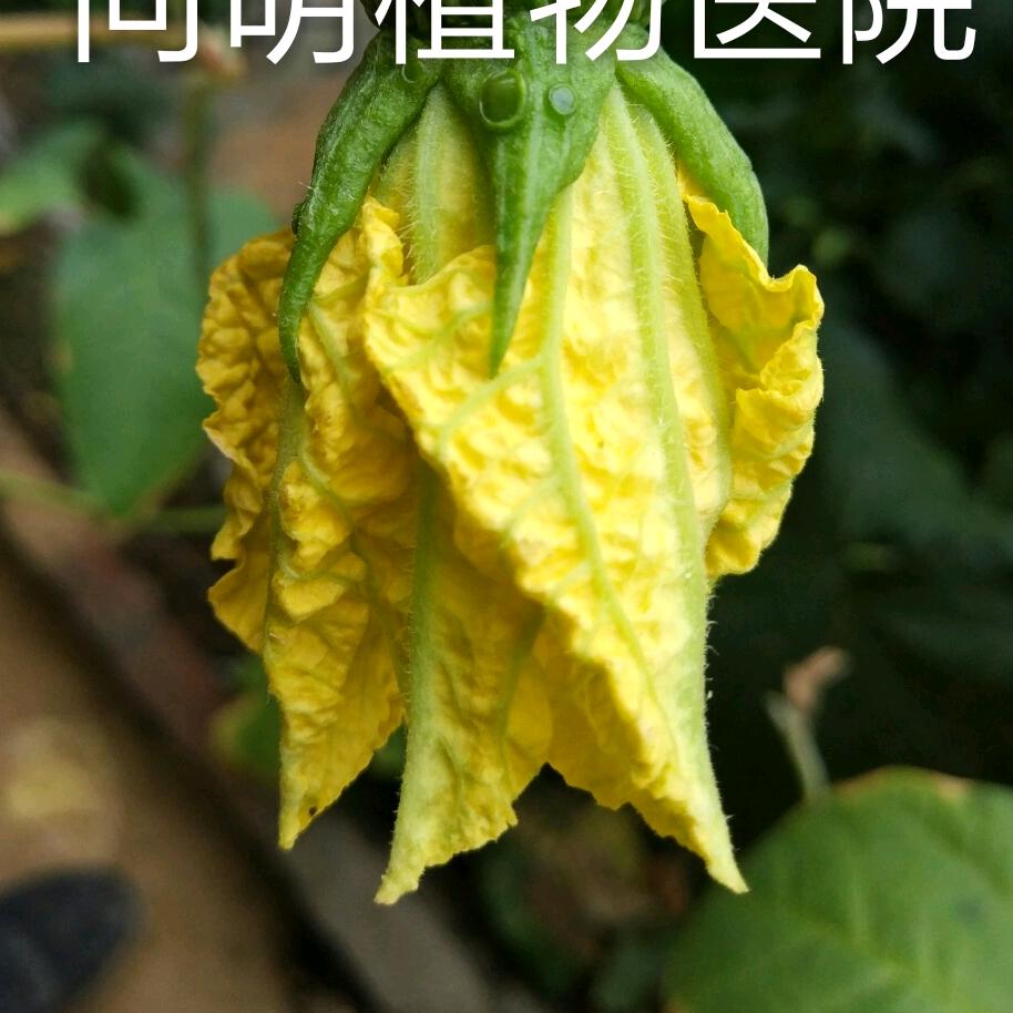丝瓜鲜花李