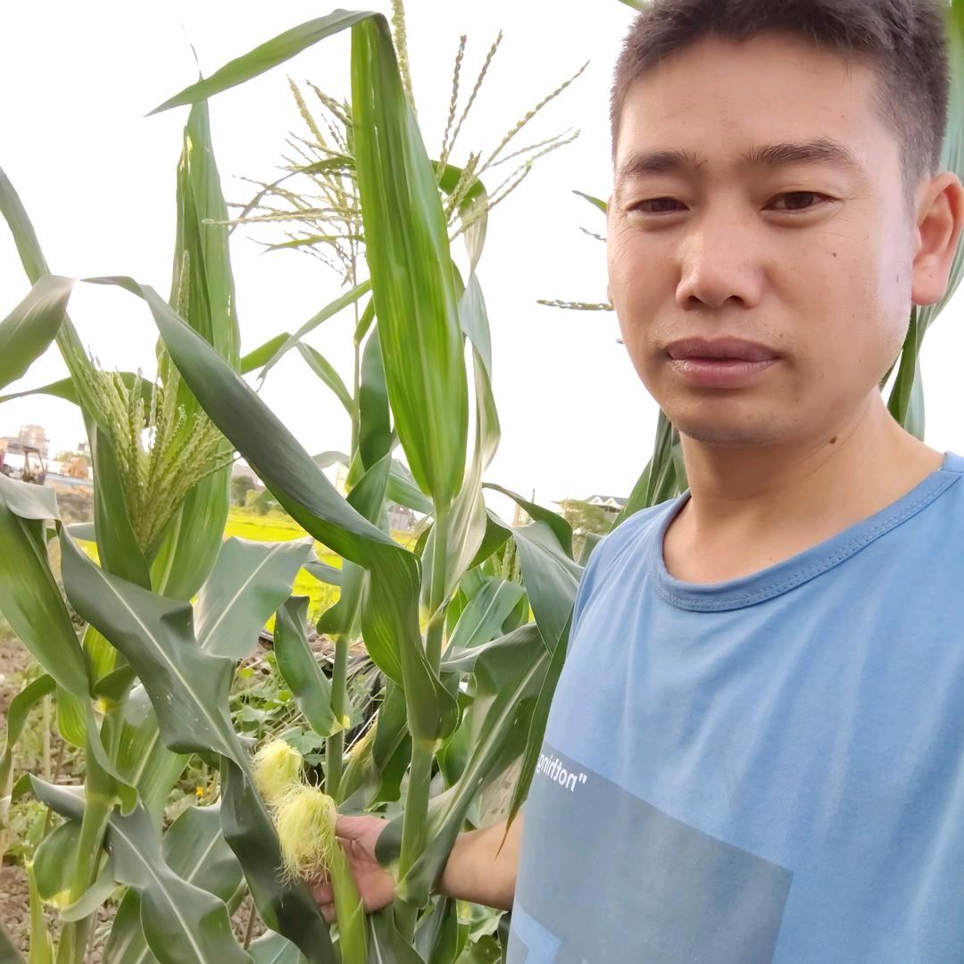 l小强