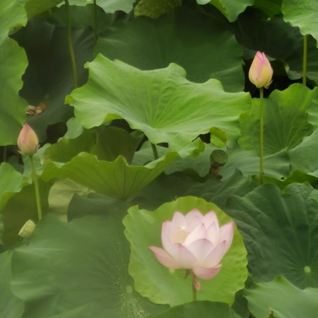 清涵～
