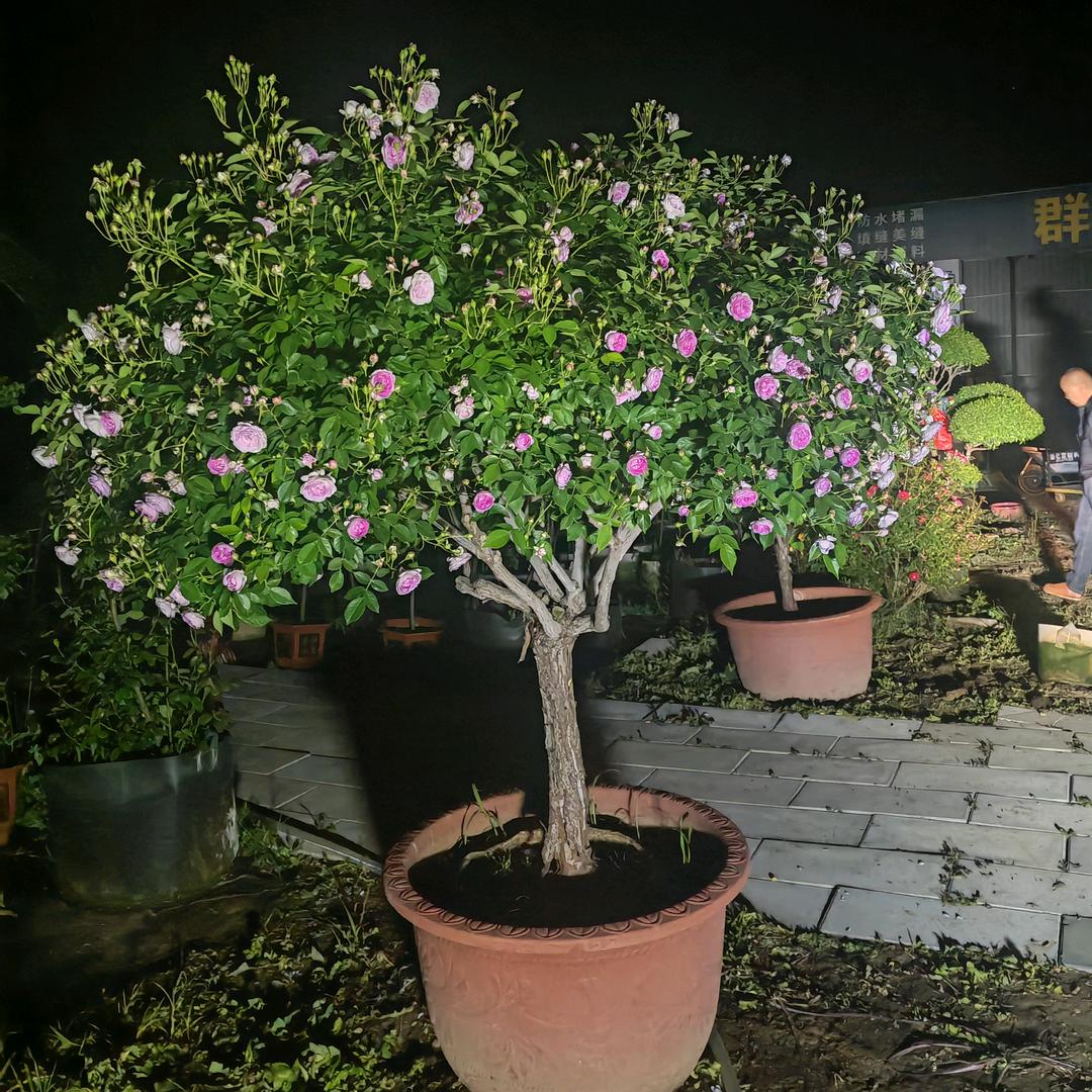 地板砖批发+批发月季