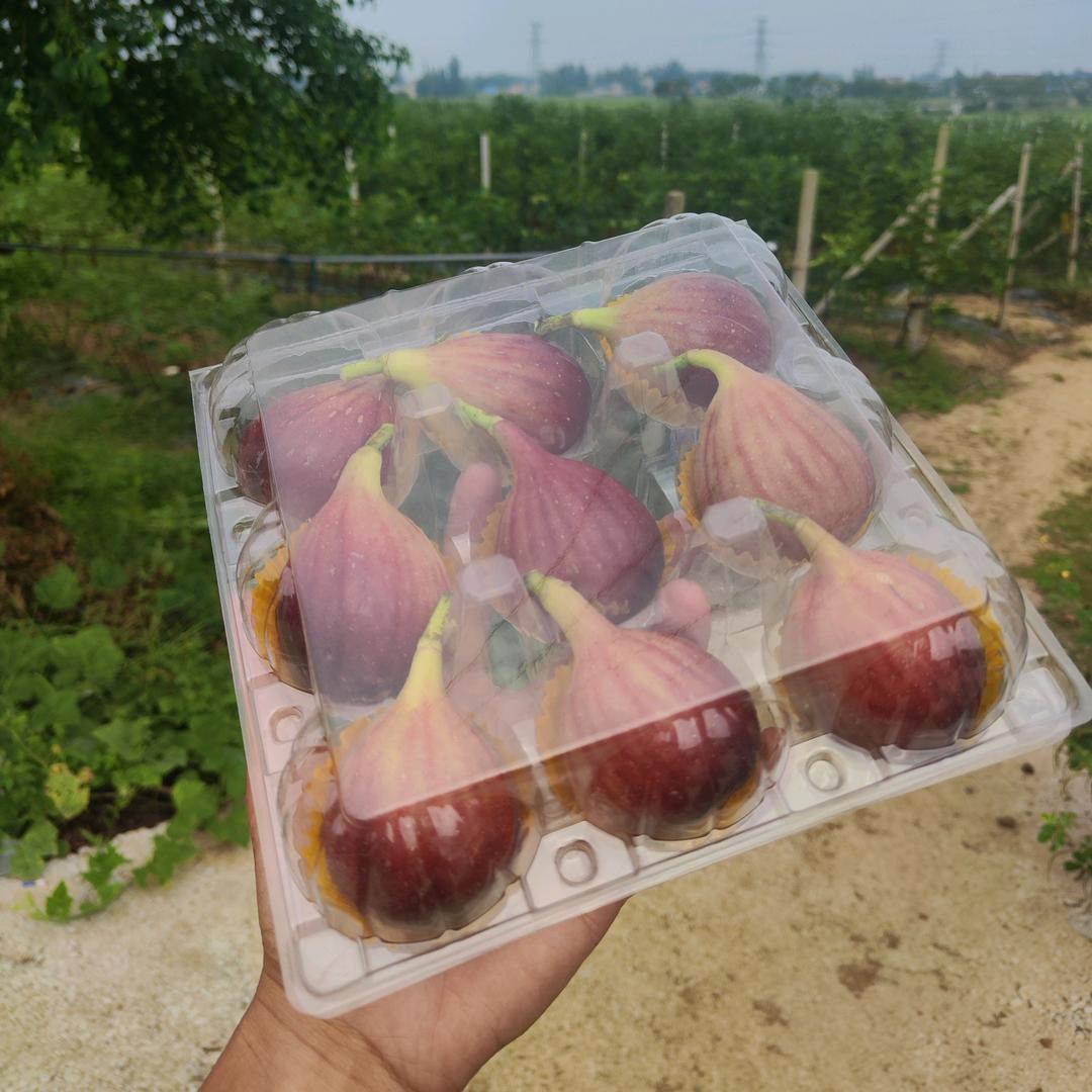 种无花果的杨师傅