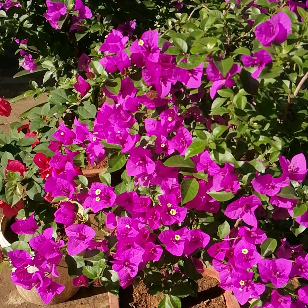 开心快乐健康平安