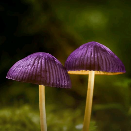 平安喜乐健康成长